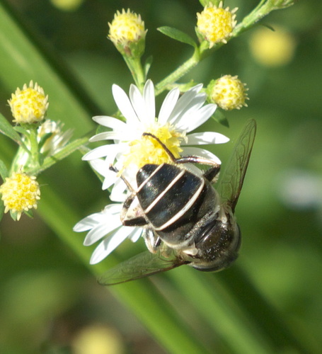 Black-shouldered Drone Fly photo 4