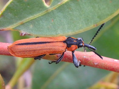 Rhinotia haemoptera