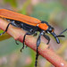 Red Weevil - Photo (c) Geoffrey Cox, some rights reserved (CC BY-NC), uploaded by Geoffrey Cox