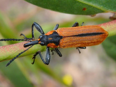 Rhinotia haemoptera