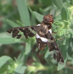 Exoprosopa caliptera