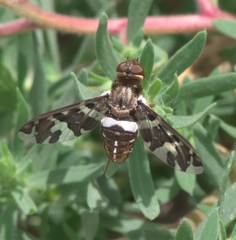 Exoprosopa caliptera