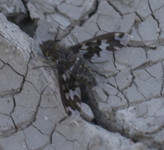 Exoprosopa dorcadion