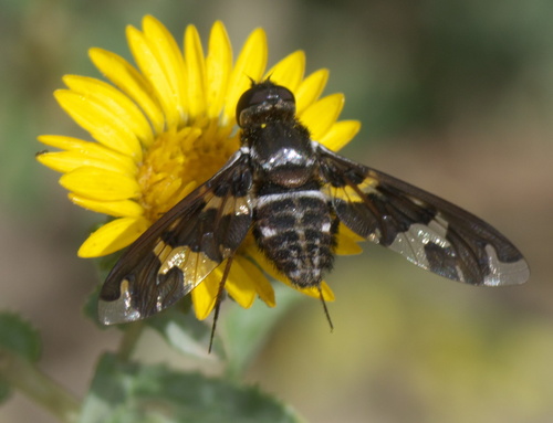 Dorcadion Bee Fly photo 2