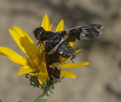 Exoprosopa dorcadion