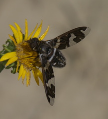 Exoprosopa dorcadion