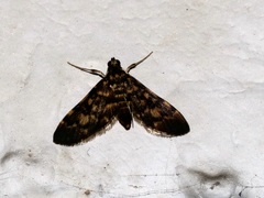 Physematia