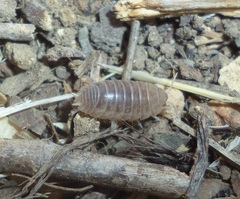 Leptotrichus panzerii