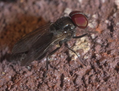 Fanniidae