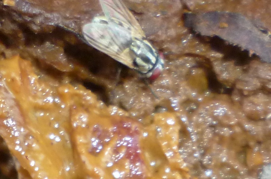 Dog Dung Fly