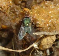 Eudasyphora