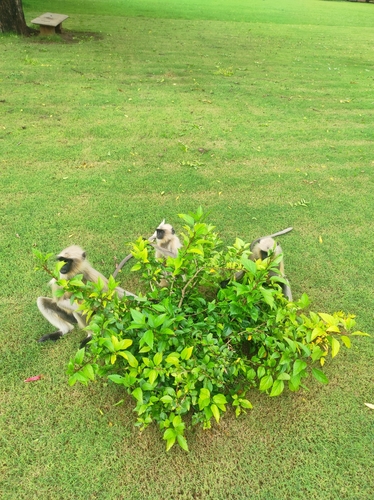 Bengal Sacred Langur