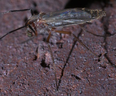 Glyptotendipes testaceus