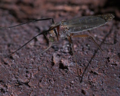 Glyptotendipes testaceus