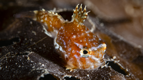 Atlantic spiny lumpsucker (Eumicrotremus spinosus) — Cyclopteridae