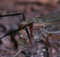 Glyptotendipes testaceus