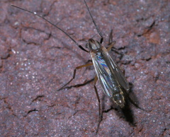Glyptotendipes testaceus