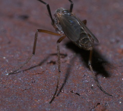 Glyptotendipes testaceus
