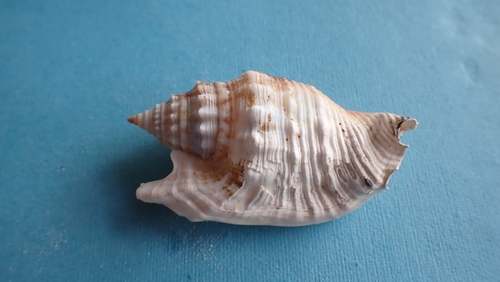 Euprotomus aurisdianae observed 2025-09-17