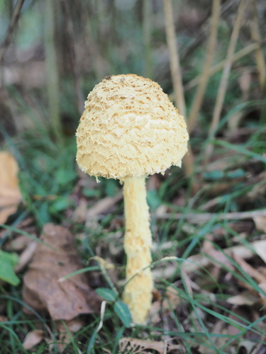 Saproamanita flavofloccosa