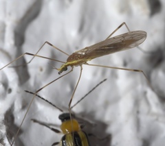 Gonomyia sulphurella