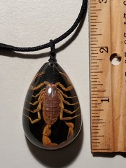 Olivierus martensii