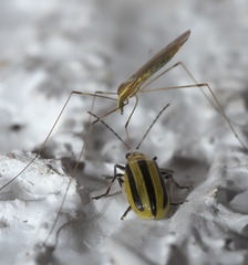 Gonomyia sulphurella