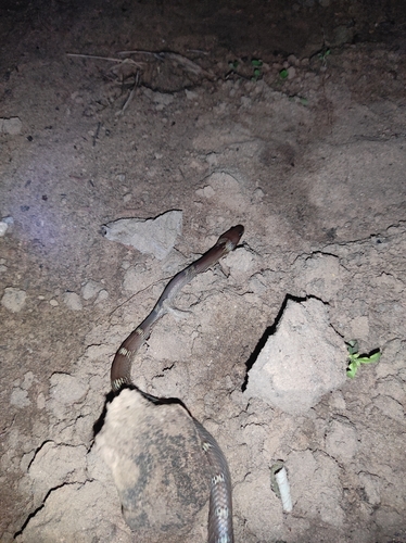 Indian Wolf Snake