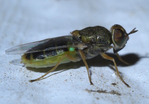 Hedriodiscus vertebratus photo 4