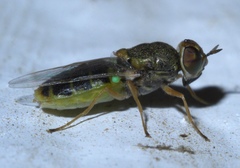 Hedriodiscus vertebratus