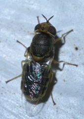 Hedriodiscus vertebratus