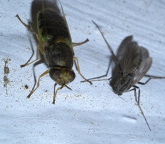 Hedriodiscus vertebratus