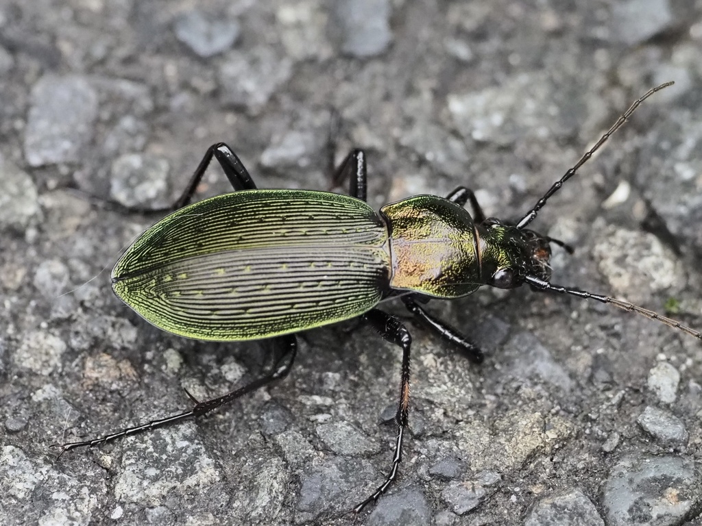 Ohomopterus