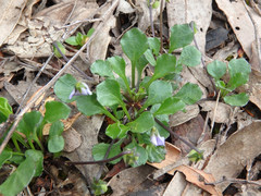 Viola sieberiana
