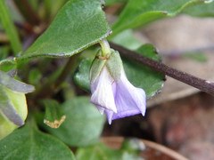 Viola sieberiana