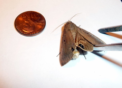 Litoprosopus futilis