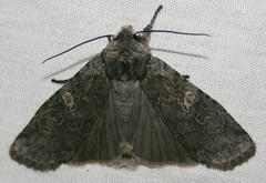 Lithophane laticinerea