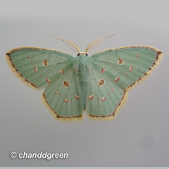 Comostola meritaria