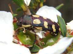 Castiarina decemmaculata