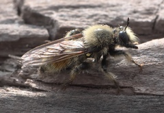 Laphria fernaldi