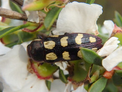 Castiarina decemmaculata