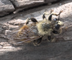 Laphria fernaldi