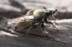 Laphria fernaldi