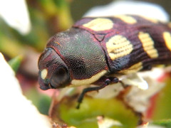 Castiarina decemmaculata