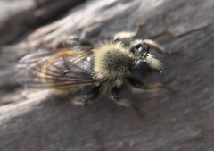 Laphria fernaldi