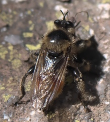 Laphria fernaldi