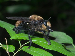 Laphria lata