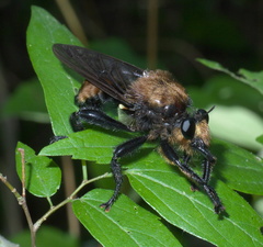 Laphria lata