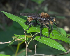 Laphria lata