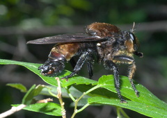 Laphria lata